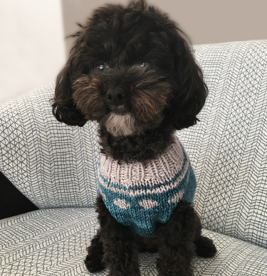 Oliver Cable-Knit Dog Sweater